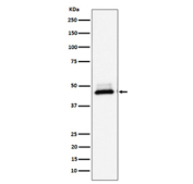 Western blot analysis of DNAJA4 expression in Hela cell lysate using DNAJA4 antibody. Predicted molecular weight ~45 kDa.