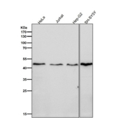 Western blot testing of human samples using the DNAJA4 antibody at 1:5000 dilution for 1 hour at room temperature. Predicted molecular weight ~45 kDa.