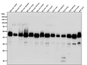 Western blot testing of mouse and rat samples using the DNAJA4 antibody at 1:5000 dilution for 1 hour at room temperature. Predicted molecular weight ~45 kDa.
