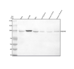 Western blot analysis of NSMAF using anti-NSMAF antibody. Lane 1: human Hela whole cell lysates, Lane 2: human Jurkat whole cell lysates, Lane 3: human HEL whole cell lysates, Lane 4: rat thymus tissue lysates, Lane 5: mouse brain tissue lysates, Lane 6: mouse thymus tissue lysates. After electrophoresis, proteins were transferred to a nitrocellulose membrane at 150 mA for 50-90 minutes. Blocked the membrane with 5% non-fat milk/TBS for 1.5 hour at RT. The membrane was incubated with rabbit anti-NSMAF antibody at 0.5 ug/ml overnight at 4oC, then washed with TBS-0.1%Tween 3 times with 5 minutes each and probed with a goat anti-rabbit IgG-HRP secondary antibody at a dilution of 1:5000 for 1.5 hour at RT. The signal was developed using enhanced chemiluminescent. A predominant band is detected just below an approximately 100 kDa in all samples, very close to the predicted ~104 kDa size and consistent with the apparent molecular weight of full length NSMAF under these electrophoresis conditions.