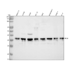 Western blot analysis of MED4 using anti-MED4 antibody. Lane 1: human MOLT-4 whole cell lysates, Lane 2: human Jurkat whole cell lysates, Lane 3: human K562 whole cell lysates, Lane 4: rat PC-12 whole cell lysates, Lane 5: rat NRK whole cell lysates, Lane 6: mouse RAW264.7 whole cell lysates, Lane 7: mouse ANA-1 whole cell lysates, Lane 8: mouse EL-4 whole cell lysates. After electrophoresis, proteins were transferred to a nitrocellulose membrane at 150 mA for 50-90 minutes. Blocked the membrane with 5% non-fat milk/TBS for 1.5 hour at RT. The membrane was incubated with rabbit anti-MED4 antibody at 0.25 ug/ml overnight at 4oC, then washed with TBS-0.1%Tween 3 times with 5 minutes each and probed with a goat anti-rabbit IgG-HRP secondary antibody at a dilution of 1:5000 for 1.5 hour at RT. The signal was developed using enhanced chemiluminescent. A predominant band is detected at an approximately 36-37 kDa in all samples, running above the predicted ~30 kDa size but consistent with the higher apparent molecular weight typically observed for the acidic nuclear Mediator subunit MED4.