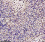 Immunohistochemical staining of MED4 using anti-MED4 antibody. MED4 was detected in a paraffin-embedded section of human spleen tissue. Heat mediated antigen retrieval was performed in EDTA buffer (pH 8.0, epitope retrieval solution). The tissue section was blocked with 10% goat serum. The tissue section was then incubated with 2 ug/ml rabbit anti-MED4 antibody overnight at 4oC. Peroxidase Conjugated Goat Anti-rabbit IgG was used as secondary antibody and incubated for 30 minutes at 37oC. The tissue section was developed using an HRP secondary and DAB substrate.
