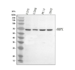 Western blot analysis of SRPX using anti-SRPX antibody. Electrophoresis was performed on a 10% SDS-PAGE gel at 80V (Stacking gel) / 120V (Resolving gel) for 2 hours. Lane 1: human U251 whole cell lysates, Lane 2: human U2OS whole cell lysates, Lane 3: human PC-3 whole cell lysates, Lane 4: human 293T whole cell lysates. After electrophoresis, proteins were transferred to a nitrocellulose membrane at 150 mA for 50-90 minutes. Blocked the membrane with 5% non-fat milk/TBS for 1.5 hour at RT. The membrane was incubated with rabbit anti-SRPX antibody at 0.5 ug/ml overnight at 4oC, then washed with TBS-0.1%Tween 3 times with 5 minutes each and probed with a goat anti-rabbit IgG-HRP secondary antibody at a dilution of 1:5000 for 1.5 hour at RT. The signal was developed using an ECL Plus Western Blotting Substrate. A predominant band is detected between an approximately 65 and 70 kDa in all samples, running above the predicted ~52 kDa polypeptide mass but consistent with the higher apparent molecular weight expected for the heavily glycosylated secreted protein SRPX.