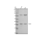 Western blot analysis of TMED8 using anti-TMED8 antibody. Electrophoresis was performed on a 10% SDS-PAGE gel at 80V (Stacking gel) / 120V (Resolving gel) for 2 hours. Lane 1: human Jurkat whole cell lysates, Lane 2: human HEL whole cell lysates. After electrophoresis, proteins were transferred to a nitrocellulose membrane at 150 mA for 50-90 minutes. Blocked the membrane with 5% non-fat milk/TBS for 1.5 hour at RT. The membrane was incubated with rabbit anti-TMED8 antibody at 0.5 ug/ml overnight at 4oC, then washed with TBS-0.1%Tween 3 times with 5 minutes each and probed with a goat anti-rabbit IgG-HRP secondary antibody at a dilution of 1:5000 for 1.5 hour at RT. The signal was developed using an ECL Plus Western Blotting Substrate. A predominant band is detected at an approximately 36 kDa, consistent with the predicted size of glycosylated monomeric TMED8. An additional band just above the 70 kDa marker is also present, likely representing an SDS resistant dimer or tight TMED8-containing complex, as reported for other p24 family cargo receptors.
