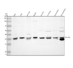Western blot analysis of TIMM50 using anti-TIMM50 antibody. Electrophoresis was performed on a 10% SDS-PAGE gel at 80V (Stacking gel) / 120V (Resolving gel) for 2 hours. Lane 1: human Hela whole cell lysates, Lane 2: human 293T whole cell lysates, Lane 3: human SH-SY5Y whole cell lysates, Lane 4: human HepG2 whole cell lysates, Lane 5: rat brain tissue lysates, Lane 6: rat kidney tissue lysates, Lane 7: mouse brain tissue lysates, Lane 8: mouse kidney tissue lysates. After electrophoresis, proteins were transferred to a nitrocellulose membrane at 150 mA for 50-90 minutes. Blocked the membrane with 5% non-fat milk/TBS for 1.5 hour at RT. The membrane was incubated with rabbit anti-TIMM50 antibody at 0.5 ug/ml overnight at 4oC, then washed with TBS-0.1%Tween 3 times with 5 minutes each and probed with a goat anti-rabbit IgG-HRP secondary antibody at a dilution of 1:5000 for 1.5 hour at RT. The signal was developed using an ECL Plus Western Blotting Substrate. A predominant band is detected at an approximately 36 kDa in all samples, running slightly below the predicted ~40 kDa precursor size and consistent with the processed mitochondrial form of TIMM50 following removal of its N terminal targeting sequence. Additional weaker lower bands, most prominent in mouse kidney, likely represent further processed or proteolytic fragments of TIMM50 rather than distinct isoforms.
