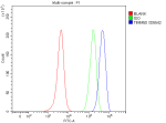 Flow Cytometry analysis of SH-SY5Y cells using anti-TIMM50 antibody. Overlay histogram showing SH-SY5Y cells stained with (Blue line). To facilitate intracellular staining, cells were fixed with 4% paraformaldehyde and permeabilized with permeabilization buffer. The cells were blocked with 10% normal goat serum. And then incubated with rabbit anti-TIMM50 antibody (1 ug/million cells) for 30 min at 20oC. DyLight 488 conjugated goat anti-rabbit IgG (5-10 ug/million cells) was used as secondary antibody for 30 minutes at 20oC. Isotype control antibody (Green line) was rabbit IgG (1 ug/million cells) used under the same conditions. Unlabelled sample without incubation with primary antibody and secondary antibody (Red line) was used as a blank control.