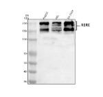 Western blot analysis of RERE using anti-RERE antibody. Lane 1: human HepG2 whole cell lysates, Lane 2: human Hela whole cell lysates, Lane 3: human SH-SY5Y whole cell lysates. After electrophoresis, proteins were transferred to a nitrocellulose membrane at 150 mA for 50-90 minutes. Blocked the membrane with 5% non-fat milk/TBS for 1.5 hour at RT. The membrane was incubated with rabbit anti-RERE antibody at 0.5 ug/ml overnight at 4oC, then washed with TBS-0.1%Tween 3 times with 5 minutes each and probed with a goat anti-rabbit IgG-HRP secondary antibody at a dilution of 1:5000 for 1.5 hour at RT. The signal was developed using enhanced chemiluminescent. Predominant bands are detected at an approximately 170 kDa, consistent with the long RERE isoform, and additional higher bands appear between ~240 and 250 kDa. In HEL lysate both the 160-170 kDa and 240-250 kDa species resolve as doublets, which likely represent differently post translationally modified forms and higher molecular weight conjugates or complexes of the long RERE isoform rather than distinct proteins.