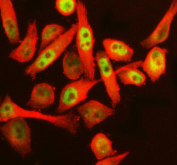 Immunofluorescent staining of RERE using anti-RERE antibody (green) and anti-Beta Tubulin antibody (red). RERE was detected in immunocytochemical section of human HeLa cells. Enzyme antigen retrieval was performed using IHC enzyme antigen retrieval reagent for 15 mins. The cells were blocked with 10% goat serum. And then incubated with 5 ug/ml rabbit anti-RERE antibody and mouse anti-Beta Tubulin antibody overnight at 4oC. DyLight 488 Conjugated Goat Anti-Rabbit IgG and DyLight 594 Conjugated Goat Anti-Mouse IgG were used as secondary antibody at 1:500 dilution and incubated for 30 minutes at 37oC. Visualize using a fluorescence microscope and filter sets appropriate for the label used.