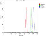Flow Cytometry analysis of human MCF-7 cells using anti-OXSR1 antibody. Overlay histogram showing MCF-7 cells stained with (Blue line). To facilitate intracellular staining, cells were fixed with 4% paraformaldehyde and permeabilized with permeabilization buffer. The cells were blocked with 10% normal goat serum. And then incubated with rabbit anti-OXSR1 antibody (1 ug/million cells) for 30 min at 20oC. DyLight 488 conjugated goat anti-rabbit IgG (5-10 ug/million cells) was used as secondary antibody for 30 minutes at 20oC. Isotype control antibody (Green line) was rabbit IgG (1 ug/million cells) used under the same conditions. Unlabelled sample (Red line) was also used as a control.