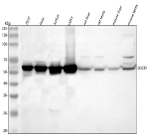 Western blot analysis of OXSR1 using anti-OXSR1 antibody. Lane 1: human 293T whole cell lysates, Lane 2: human Hela whole cell lysates, Lane 3: human Jurkat whole cell lysates, Lane 4: human U251 whole cell lysates, Lane 5: rat liver tissue lysates, Lane 6: rat testis tissue lysates, Lane 7: mouse liver tissue lysates, Lane 8: mouse testis tissue lysates. After electrophoresis, proteins were transferred to a nitrocellulose membrane at 150 mA for 50-90 minutes. Blocked the membrane with 5% non-fat milk/TBS for 1.5 hour at RT. The membrane was incubated with rabbit anti-OXSR1 antibody at 0.25 ug/ml overnight at 4oC, then washed with TBS-0.1%Tween 3 times with 5 minutes each and probed with a goat anti-rabbit IgG-HRP secondary antibody at a dilution of 1:5000 for 1.5 hour at RT. The signal was developed using enhanced chemiluminescent. The expected molecular weight of OXSR1 is ~58 kDa.