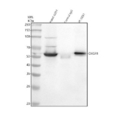 Immunoprecipitating OXSR1 in human U251 whole cell lysate. Western blot analysis of OXSR1 using anti-OXSR1 antibody. Lane 1: U251 whole cell lysates (30ug) Lane 2: Rabbit control IgG instead of anti-OXSR1 antibody in U251 whole cell lysate. Lane 3: anti-OXSR1 antibody (2ug) + U251 whole cell lysate (500ug) After electrophoresis, proteins were transferred to a membrane. Then the membrane was incubated with rabbit anti-OXSR1 antibody at a dilution of 0.5 ug/ml and probed with a goat anti-rabbit IgG-HRP secondary antibody. The signal is developed using ECL Plus Western Blotting Substrate. The expected molecular weight of OXSR1 is at 58 kDa.