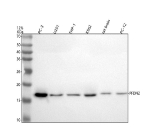 Western blot analysis of PFDN2 using anti-PFDN2 antibody. Electrophoresis was performed on a 12% SDS-PAGE gel at 80V (Stacking gel) / 120V (Resolving gel) for 2 hours. Lane 1: human PC-3 whole cell lysates, Lane 2: human U251 whole cell lysates, Lane 3: human THP-1 whole cell lysates, Lane 4: human K562 whole cell lysates, Lane 5: rat brain tissue lysates, Lane 6: rat PC-12 whole cel lysates. After electrophoresis, proteins were transferred to a nitrocellulose membrane at 150 mA for 50-90 minutes. Blocked the membrane with 5% non-fat milk/TBS for 1.5 hour at RT. The membrane was incubated with rabbit anti-PFDN2 antibody at 0.5 ug/ml overnight at 4oC, then washed with TBS-0.1%Tween 3 times with 5 minutes each and probed with a goat anti-rabbit IgG-HRP secondary antibody at a dilution of 1:5000 for 1.5 hour at RT. The signal was developed using an ECL Plus Western Blotting Substrate. The expected molecular weight of PFDN2 is ~17 kDa.
