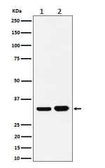 Western blot analysis of Bcl-XL/BCL2L1 expression in (1) human Ramos cell lysate; (2) human K562 cell lysate using BCL2L1 antibody. Predicted molecular weight ~26 kDa, commonly observed at 26-32 kDa.
