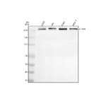 Western blot analysis of CHD4 using anti-CHD4 antibody. Lane 1: human U20S whole cell lysates, Lane 2: human HEL whole cell lysates, Lane 3: human K562 whole cell lysates, Lane 4: human MCF-7 whole cell lysates. After electrophoresis, proteins were transferred to a nitrocellulose membrane at 150 mA for 50-90 minutes. Blocked the membrane with 5% non-fat milk/TBS for 1.5 hour at RT. The membrane was incubated with rabbit anti-CHD4 antibody at 0.5 ug/ml overnight at 4oC, then washed with TBS-0.1%Tween 3 times with 5 minutes each and probed with a goat anti-rabbit IgG-HRP secondary antibody at a dilution of 1:5000 for 1.5 hour at RT. The signal was developed using enhanced chemiluminescent. A predominant band is detected between an approximately 250 and 260 kDa in all samples, running above the predicted ~218 kDa size but consistent with the higher apparent molecular weight typically observed for the large nuclear chromatin remodeler CHD4.