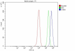 Flow Cytometry analysis of MCF-7 cells using anti-CHD4 antibody. Overlay histogram showing MCF-7 cells stained with (Blue line). To facilitate intracellular staining, cells were fixed with 4% paraformaldehyde and permeabilized with permeabilization buffer. The cells were blocked with 10% normal goat serum. And then incubated with rabbit anti-CHD4 antibody (1 ug/million cells) for 30 min at 20oC. DyLight 488 conjugated goat anti-rabbit IgG (5-10 ug/million cells) was used as secondary antibody for 30 minutes at 20oC. Isotype control antibody (Green line) was rabbit IgG (1 ug/million cells) used under the same conditions. Unlabelled sample without incubation with primary antibody and secondary antibody (Red line) was used as a blank control.