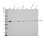 Western blot analysis of TMEFF1 using anti-TMEFF1 antibody. Electrophoresis was performed on a 10% SDS-PAGE gel at 80V (Stacking gel) / 120V (Resolving gel) for 2 hours. Lane 1: human REH whole cell lysates, Lane 2: human Jurkat whole cell lysates, Lane 3: human 293T whole cell lysates, Lane 4: rat brain tissue lysates, Lane 5: rat C6 whole cell lysates, Lane 6: mouse brain tissue lysates, Lane 7: mouse Neuro-2a whole cell lysates. After electrophoresis, proteins were transferred to a nitrocellulose membrane at 150 mA for 50-90 minutes. Blocked the membrane with 5% non-fat milk/TBS for 1.5 hour at RT. The membrane was incubated with rabbit anti-TMEFF1 antibody at 0.5 ug/ml overnight at 4oC, then washed with TBS-0.1%Tween 3 times with 5 minutes each and probed with a goat anti-rabbit IgG-HRP secondary antibody at a dilution of 1:5000 for 1.5 hour at RT. The signal was developed using an ECL Plus Western Blotting Substrate. A specific band was detected for TMEFF1 at approximately 41 kDa. The expected molecular weight of TMEFF1 is ~41 kDa.