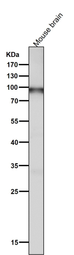 Western blot testing of mouse brain tissue lysate using the UBTF antibody at 1:1000 dilution for 1 hour at room temperature. Predicted molecular weight ~89 kDa.
