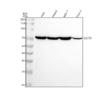 Western blot analysis of Hsp70 using anti-Hsp70 antibody. Lane 1: human Hela whole cell lysates, Lane 2: human HepG2 whole cell lysates, Lane 3: human MCF-7 whole cell lysates, Lane 4: human Caco-2 whole cell lysates. After electrophoresis, proteins were transferred to a nitrocellulose membrane at 150 mA for 50-90 minutes. Blocked the membrane with 5% non-fat milk/TBS for 1.5 hour at RT. The membrane was incubated with rabbit anti-Hsp70 antibody at 1:500 overnight at 4oC, then washed with TBS-0.1%Tween 3 times with 5 minutes each and probed with a goat anti-rabbit IgG-HRP secondary antibody at a dilution of 1:500 for 1.5 hour at RT. The signal was developed using enhanced chemiluminescent. The predicted molecular weight of Hsp70 is ~70 kDa and ~64 kDa (two isoforms).
