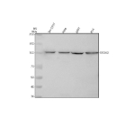 Western blot analysis of STOX2 using anti-STOX2 antibody. Lane 1: human SH-SY5Y whole cell lysates, Lane 2: human Hela whole cell lysates, Lane 3: human 293T whole cell lysates, Lane 4: human RT4 whole cell lysates. After electrophoresis, proteins were transferred to a nitrocellulose membrane at 150 mA for 50-90 minutes. Blocked the membrane with 5% non-fat milk/TBS for 1.5 hour at RT. The membrane was incubated with rabbit anti-STOX2 antibody at 0.5 ug/ml overnight at 4oC, then washed with TBS-0.1%Tween 3 times with 5 minutes each and probed with a goat anti-rabbit IgG-HRP secondary antibody at a dilution of 1:5000 for 1.5 hour at RT. The signal was developed using enhanced chemiluminescent. A specific band was detected for STOX2 at approximately 102 kDa. The expected molecular weight of STOX2 is ~102 kDa.