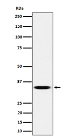 Western blot analysis of TCEA1 expression in human HeLa cell lysate. Predicted molecular weight ~34 kDa.
