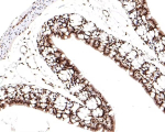 Immunohistochemical staining of paraffin-embedded mouse large intestine tissue with TCEA1 antibody.