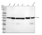 Western blot analysis of TMEM43 using anti-TMEM43 antibody. Lane 1: human Jurkat whole cell lysates, Lane 2: human Hacat whole cell lysates, Lane 3: human SiHa whole cell lysates, Lane 4: human PC-3 whole cell lysates, Lane 5: rat C6 whole cell lysates, Lane 6: mouse Neuro-2a whole cell lysates. After electrophoresis, proteins were transferred to a nitrocellulose membrane at 150 mA for 50-90 minutes. Blocked the membrane with 5% non-fat milk/TBS for 1.5 hour at RT. The membrane was incubated with rabbit anti-TMEM43 antibody at 1:500 overnight at 4oC, then washed with TBS-0.1%Tween 3 times with 5 minutes each and probed with a goat anti-rabbit IgG-HRP secondary antibody at a dilution of 1:1000 for 1.5 hour at RT. The signal was developed using enhanced chemiluminescent. A predominant band is detected at an approximately 40 kDa in all samples, slightly below the predicted ~45 kDa size but consistent with the apparent molecular weight typically observed for the integral membrane protein TMEM43 under denaturing conditions.