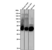 All lanes use the Phospho-GLUT4 (Ser488) antibody at 1:1000 dilution for 1 hour at room temperature. Predicted molecular weight ~55 kDa and ~44 kDa (two isoforms).