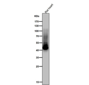 All lanes use the Phospho-GLUT4 (Ser488) antibody at 1:1000 dilution for 1 hour at room temperature. Predicted molecular weight ~55 kDa and ~44 kDa (two isoforms).