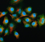 Immunofluorescent staining of GCNT2 using anti-GCNT2 antibody (green) and anti-Beta Tubulin antibody (red). GCNT2 was detected in an immunocytochemical section of human A549 cells. Enzyme antigen retrieval was performed using IHC enzyme antigen retrieval reagent for 15 mins. The cells were blocked with 10% goat serum. And then incubated with 5 ug/ml rabbit anti-GCNT2 antibody and mouse anti-Beta Tubulin antibody overnight at 4oC. DyLight 488 Conjugated Goat Anti-Rabbit IgG and Cy3 Conjugated Goat Anti-Mouse IgG were used as secondary antibody at 1:500 dilution and incubated for 30 minutes at 37oC. The section was counterstained with DAPI nuclear stain (blue). Visualize using a fluorescence microscope and filter sets appropriate for the label used.
