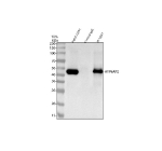 Immunoprecipitating Renin receptor/ATP6AP2 in U251 whole cell lysate. Western blot analysis of Renin receptor/ATP6AP2 using anti-Renin receptor antibody; Lane 1: U251 whole cell lysates (30ug); Lane 2: Rabbit control IgG instead of anti-Renin receptor antibody in U251 whole cell lysate; Lane 3: anti-Renin receptor antibody (2ug) + U251 whole cell lysate (500ug). After electrophoresis, proteins were transferred to a membrane. Then the membrane was incubated with rabbit anti-Renin receptor antibody at a dilution of 0.5 ug/ml and probed with a goat anti-rabbit IgG-HRP secondary antibody. The signal is developed using ECL Plus Western Blotting Substrate. A predominant band is detected at approximately 45-50 kDa in all samples, running above the predicted ~39 kDa mass but consistent with the apparent molecular weight of the heavily glycosylated full length receptor. Doublets likely reflect distinct glycosylation or processing states of ATP6AP2.