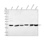 Western blot analysis of Gdf15 using anti-Gdf15 antibody. Lane 1: rat liver tissue lysates, Lane 2: rat kidney tissue lysates, Lane 3: rat RH35 whole cell lysates, Lane 4: mouse liver tissue lysates, Lane 5: mouse kidney tissue lysates, Lane 6: mouse Hepa1-6 whole cell lysates. After electrophoresis, proteins were transferred to a nitrocellulose membrane at 150 mA for 50-90 minutes. Blocked the membrane with 5% non-fat milk/TBS for 1.5 hour at RT. The membrane was incubated with rabbit anti-Gdf15 antibody at 0.25 ug/ml overnight at 4oC, then washed with TBS-0.1%Tween 3 times with 5 minutes each and probed with a goat anti-rabbit IgG-HRP secondary antibody at a dilution of 1:5000 for 1.5 hour at RT. The signal was developed using enhanced chemiluminescent. A specific band was detected for Gdf15 at approximately 34 kDa.