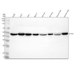 Western blot analysis of EIF4A3 using anti-EIF4A3 antibody. Electrophoresis was performed on a 10% SDS-PAGE gel at 80V (Stacking gel) / 120V (Resolving gel) for 2 hours. Lane 1: human whole cell lysates, Lane 2: human 293T whole cell lysates, Lane 3: human Hela whole cell lysates, Lane 4: human MCF-7 whole cell lysates, Lane 5: rat liver tissue lysates, Lane 6: rat lung tissue lysates, Lane 7: mouse liver tissue lysates, Lane 8: mouse lung tissue lysates. After electrophoresis, proteins were transferred to a nitrocellulose membrane at 150 mA for 50-90 minutes. Blocked the membrane with 5% non-fat milk/TBS for 1.5 hour at RT. The membrane was incubated with rabbit anti-EIF4A3 antibody at 0.5 ug/ml overnight at 4oC, then washed with TBS-0.1%Tween 3 times with 5 minutes each and probed with a goat anti-rabbit IgG-HRP secondary antibody at a dilution of 1:5000 for 1.5 hour at RT. The signal was developed using an ECL Plus Western Blotting Substrate. A specific band was detected for EIF4A3 at approximately 47 kDa. The expected molecular weight of EIF4A3 is ~47 kDa.