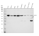 Western blot analysis of PRDM11 using anti-PRDM11 antibody. Electrophoresis was performed on a 10% SDS-PAGE gel at 80V (Stacking gel) / 120V (Resolving gel) for 2 hours. Lane 1: human U251 whole cell lysates, Lane 2: human THP-1 whole cell lysates, Lane 3: human Hela whole cell lysates, Lane 4: human whole cell lysates, Lane 5: rat spleen tissue lysates, Lane 6: rat lung tissue lysates, Lane 7: mouse spleen tissue lysates, Lane 8: mouse lung tissue lysates. After electrophoresis, proteins were transferred to a nitrocellulose membrane at 150 mA for 50-90 minutes. Blocked the membrane with 5% non-fat milk/TBS for 1.5 hour at RT. The membrane was incubated with rabbit anti-PRDM11 antibody at 0.5 ug/ml overnight at 4oC, then washed with TBS-0.1%Tween 3 times with 5 minutes each and probed with a goat anti-rabbit IgG-HRP secondary antibody at a dilution of 1:5000 for 1.5 hour at RT. The signal is developed using an ECL Plus Western Blotting Substrate with Tanon 5200 system. A specific band was detected for PRDM11 at approximately 58 kDa. The expected molecular weight of PRDM11 is ~58 kDa.