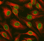 Immunofluorescent staining of PRDM11 using anti-PRDM11 antibody and anti-Tubulin Alpha antibody. PRDM11 was detected in immunocytochemical section of Hela cell. Enzyme antigen retrieval was performed using IHC enzyme antigen retrieval reagent for 15 mins. The cells were blocked with 10% goat serum. And then incubated with 5 ug/ml rabbit anti-PRDM11 antibody and mouse anti-Tubulin Alpha antibody overnight at 4oC. DyLight 488 Conjugated Goat Anti-Rabbit IgG and Cy3 Conjugated Goat Anti-Mouse IgG were used as secondary antibody at 1:500 dilution and incubated for 30 minutes at 37oC. Visualize using a fluorescence microscope and filter sets appropriate for the label used.