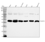 Western blot analysis of TAS2R10 using anti-TAS2R10 antibody. Lane 1: human Hela whole cell lysates, Lane 2: human HEL whole cell lysates, Lane 3: human SH-SY5Y whole cell lysates, Lane 4: human U251 whole cell lysates, Lane 5: rat C6 whole cell lysates, Lane 6: mouse NIH/3T3 whole cell lysates. After electrophoresis, proteins were transferred to a nitrocellulose membrane at 150 mA for 50-90 minutes. Blocked the membrane with 5% non-fat milk/TBS for 1.5 hour at RT. The membrane was incubated with rabbit anti-TAS2R10 antibody at 0.25 ug/ml overnight at 4oC, then washed with TBS-0.1%Tween 3 times with 5 minutes each and probed with a goat anti-rabbit IgG-HRP secondary antibody at a dilution of 1:5000 for 1.5 hour at RT. The signal was developed using enhanced chemiluminescent. A dominant band is observed at ~38 kDa, slightly above the predicted ~35 kDa molecular weight, consistent with glycosylation and the known anomalous migration of multi-pass GPCR proteins. Faint banding at ~70-80 kDa is present in several samples and is consistent with GPCR dimerization ad PTM reported for TAS2R family members in the literature.