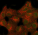 Immunofluorescent staining of SECISBP2 using anti-SECISBP2 antibody (green) and anti-Beta Tubulin antibody (red). SECISBP2 was detected in immunocytochemical section of human A549 cells. Enzyme antigen retrieval was performed using IHC enzyme antigen retrieval reagent for 15 mins. The cells were blocked with 10% goat serum. And then incubated with 5 ug/ml rabbit anti-SECISBP2 antibody and mouse anti-Beta Tubulin antibody overnight at 4oC. DyLight 488 Conjugated Goat Anti-Rabbit IgG and Cy3 Conjugated Goat Anti-Mouse IgG were used as secondary antibody at 1:500 dilution and incubated for 30 minutes at 37oC. Visualize using a fluorescence microscope and filter sets appropriate for the label used.