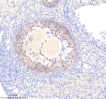 Immunohistochemical staining of HSPA4 using anti-HSPA4 antibody. HSPA4 was detected in a paraffin-embedded section of mouse ovary tissue. Heat mediated antigen retrieval was performed in EDTA buffer (pH 8.0, epitope retrieval solution). The tissue section was blocked with 10% goat serum. The tissue section was then incubated with 2 ug/ml rabbit anti-HSPA4 antibody overnight at 4oC. Peroxidase Conjugated Goat Anti-rabbit IgG was used as secondary antibody and incubated for 30 minutes at 37oC. The tissue section was developed using an HRP secondary and DAB substrate.