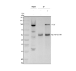 Immunoprecipitating EPS8 in whole cell lysate. Western blot analysis of EPS8 using anti-EPS8 antibody. Lane 1: whole cell lysates (30ug), Lane 2: Rabbit control IgG instead of anti-EPS8 antibody in whole cell lysate, Lane 3: anti-EPS8 antibody (2ug) + whole cell lysate (500ug). After electrophoresis, proteins were transferred to a membrane. Then the membrane was incubated with rabbit anti-EPS8 antibody at a dilution of 0.5 ug/ml and probed with a goat anti-rabbit IgG-HRP secondary antibody. The signal is developed using ECL Plus Western Blotting Substrate. A specific band was detected for EPS8 at approximately 97 kDa. The expected molecular weight of EPS8 is at 92 kDa.