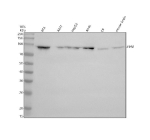 Western blot analysis of EPS8 using anti-EPS8 antibody. Electrophoresis was performed on a 10% SDS-PAGE gel at 80V (Stacking gel) / 120V (Resolving gel) for 2 hours. Lane 1: human RT4 whole cell lysates, Lane 2: human whole cell lysates, Lane 3: human HepG2 whole cell lysates, Lane 4: human whole cell lysates, Lane 5: mouse C6 whole cell lysates, Lane 6: mouse brain tissue lysates. After electrophoresis, proteins were transferred to a nitrocellulose membrane at 150 mA for 50-90 minutes. Blocked the membrane with 5% non-fat milk/TBS for 1.5 hour at RT. The membrane was incubated with rabbit anti-EPS8 antibody at 0.5 ug/ml overnight at 4oC, then washed with TBS-0.1%Tween 3 times with 5 minutes each and probed with a goat anti-rabbit IgG-HRP secondary antibody at a dilution of 1:5000 for 1.5 hour at RT. The signal was developed using an ECL Plus Western Blotting Substrate. The expected molecular weight of EPS8 is ~92 kDa.