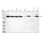 Western blot analysis of PCDHA2 using anti-PCDHA2 antibody. Lane 1: human Raji whole cell lysates, Lane 2: human Hela whole cell lysates, Lane 3: human SH-SY5Y whole cell lysates, Lane 4: human MCF-7 whole cell lysates, Lane 5: rat brain tissue lysates, Lane 6: rat C6 whole cell lysates, Lane 7: mouse brain tissue lysates, Lane 8: mouse Neuro-2a whole cell lysates. After electrophoresis, proteins were transferred to a nitrocellulose membrane at 150 mA for 50-90 minutes. Blocked the membrane with 5% non-fat milk/TBS for 1.5 hour at RT. The membrane was incubated with rabbit anti-PCDHA2 antibody at 0.25 ug/ml overnight at 4oC, then washed with TBS-0.1%Tween 3 times with 5 minutes each and probed with a goat anti-rabbit IgG-HRP secondary antibody at a dilution of 1:5000 for 1.5 hour at RT. The signal was developed using enhanced chemiluminescent. A strong band was detected at approximately 120 kDa, which is higher than the predicted 102 kDa but consistent with the known heavy N-linked glycosylation of protocadherins. Minor mobility differences among species reflect expected variations in glycosylation.