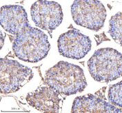 Immunohistochemical staining of ENO1 using anti-ENO1 antibody. ENO1 was detected in a paraffin-embedded section of mouse testis tissue. Heat mediated antigen retrieval was performed in EDTA buffer (pH 8.0, epitope retrieval solution). The tissue section was blocked with 10% goat serum. The tissue section was then incubated with 2 ug/ml rabbit anti-ENO1 antibody overnight at 4oC. Peroxidase Conjugated Goat Anti-rabbit IgG was used as secondary antibody and incubated for 30 minutes at 37oC. The tissue section was developed using an HRP secondary and DAB substrate.