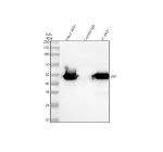 Immunoprecipitating BCKDH E2/DBT in whole cell lysate. Western blot analysis of BCKDH E2/DBT using anti-BCKDH E2 antibody. Lane 1: whole cell lysates (30ug), Lane 2: Rabbit control IgG instead of anti-BCKDH E2 antibody in whole cell lysate, Lane 3: anti-BCKDH E2 antibody (2ug) + whole cell lysate (500ug). After electrophoresis, proteins were transferred to a membrane. Then the membrane was incubated with rabbit anti-BCKDH E2 antibody at a dilution of 0.5 ug/ml and probed with a mouse anti-rabbit IgG-HRP secondary antibody (Light Chain). The signal is developed using ECL Plus Western Blotting Substrate. BCKDH E2 (DBT) antibody detects a single strong band just below the 50 kDa marker in human cell and tissue lysates, slightly faster than the 53.5 kDa predicted mass but consistent with the processed 52 kDa mitochondrial autoantigen form of DBT reported in the literature and typical SDS-PAGE migration behavior of mitochondrial enzymes.