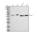 Western blot analysis of PTGER3 using anti-PTGER3 antibody. Lane 1: human HEL whole cell lysates, Lane 2: human K562 whole cell lysates, Lane 3: human SH-SY5Y whole cell lysates, Lane 4: human THP-1 whole cell lysates. After electrophoresis, proteins were transferred to a nitrocellulose membrane at 150 mA for 50-90 minutes. Blocked the membrane with 5% non-fat milk/TBS for 1.5 hour at RT. The membrane was incubated with rabbit anti-PTGER3 antibody at 0.5 ug/ml overnight at 4oC, then washed with TBS-0.1%Tween 3 times with 5 minutes each and probed with a goat anti-rabbit IgG-HRP secondary antibody at a dilution of 1:5000 for 1.5 hour at RT. The signal was developed using enhanced chemiluminescent. PTGER3 antibody detects a major band at approximately 43 kDa, the expected size of the EP3 receptor. HEL and K562 lysates show a slightly higher migrating band, consistent with documented PTGER3 isoform diversity and cell-type-dependent glycosylation reported for this GPCR.