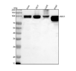 Western blot analysis of PHF17/JADE1 using anti-JADE1 antibody. Lane 1: human Hela whole cell lysates, Lane 2: human 293T whole cell lysates, Lane 3: human U2OS whole cell lysates, Lane 4: human K562 whole cell lysates. After electrophoresis, proteins were transferred to a nitrocellulose membrane at 150 mA for 50-90 minutes. Blocked the membrane with 5% non-fat milk/TBS for 1.5 hour at RT. The membrane was incubated with rabbit anti-JADE1 antibody at 0.5 ug/ml overnight at 4oC, then washed with TBS-0.1%Tween 3 times with 5 minutes each and probed with a goat anti-rabbit IgG-HRP secondary antibody at a dilution of 1:5000 for 1.5 hour at RT. The signal was developed using enhanced chemiluminescent. A specific band was detected for PHF17/JADE1 at approximately 96 kDa. The expected molecular weight of PHF17/JADE1 is at 96 kDa.