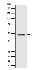 Western blot analysis of TOR4A expression in human HeLa cell lysate using TOR4A antibody. Predicted molecular weight ~47 kDa.