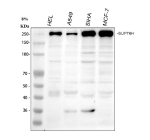 Western blot analysis of SUPT6H using anti-SPT6 antibody. Electrophoresis was performed on a 8% SDS-PAGE gel at 80V (Stacking gel) / 120V (Resolving gel) for 2 hours. Lane 1: human HEL whole cell lysates, Lane 2: human whole cell lysates, Lane 3: human SiHa whole cell lysates, Lane 4: human MCF-7 whole cell lysates. After electrophoresis, proteins were transferred to a nitrocellulose membrane at 150 mA for 50-90 minutes. Blocked the membrane with 5% non-fat milk/TBS for 1.5 hour at RT. The membrane was incubated with rabbit anti-SUPT6H antibody at 0.5 ug/ml overnight at 4oC, then washed with TBS-0.1%Tween 3 times with 5 minutes each and probed with a goat anti-rabbit IgG-HRP secondary antibody at a dilution of 1:5000 for 1.5 hour at RT. The signal is developed using an ECL Plus Western Blotting Substratewith Tanon 5200 system. A strong band was detected at approximately 250 kDa, which is higher than the predicted 199 kDa and consistent with the known slow-migrating behavior of SUPT6H caused by its acidic, low-complexity domains and extensive phosphorylation.