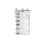 Western blot analysis of Senataxin using anti-Senataxin antibody. Electrophoresis was performed on a 8% SDS-PAGE gel at 80V (Stacking gel) / 120V (Resolving gel) for 2 hours. Lane 1: human Hela whole cell lysates, Lane 2: human MCF-7 whole cell lysates. After electrophoresis, proteins were transferred to a nitrocellulose membrane at 150 mA for 50-90 minutes. Blocked the membrane with 5% non-fat milk/TBS for 1.5 hour at RT. The membrane was incubated with rabbit anti-Senataxin antibody at 0.5 ug/ml overnight at 4oC, then washed with TBS-0.1%Tween 3 times with 5 minutes each and probed with a goat anti-rabbit IgG-HRP secondary antibody at a dilution of 1:5000 for 1.5 hour at RT. The signal was developed using an ECL Plus Western Blotting Substrate. A specific band was detected for Senataxin at approximately 303 kDa. The expected molecular weight of Senataxin is ~303 kDa.