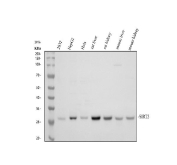 Western blot testing of 1) human 293T, 2) human HepG2, 3) human HeLa, 4) rat liver, 5) rat kidney, 6) mouse liver and 7) mouse kidney lysate with SIRT3 antibody. Although the predicted molecular weight of the SIRT3 precursor is ~44 kDa, all samples display a prominent ~29 kDa band corresponding to the mature, mitochondrially processed form of SIRT3, consistent with known post-translational cleavage of its N-terminal targeting sequence.