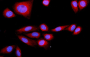 Immunofluorescent staining of FFPE human U-2 OS cells with SRP72 antibody (red) and DAPI nuclear stain (blue). HIER: steam section in pH6 citrate buffer for 20 min.