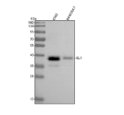 Western blot testing of 1) human K562 and 2) mouse RAW264.7 cell lysate with Islet 1 antibody. Predicted molecular weight ~39 kDa.